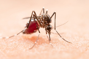 dengue